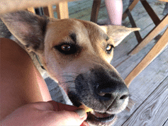 My dog loves it! Feeding is stress-free.