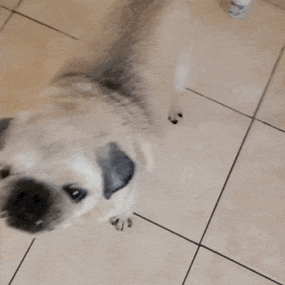 ”A healthy snack my dog loves to eat-feeding made easy!”